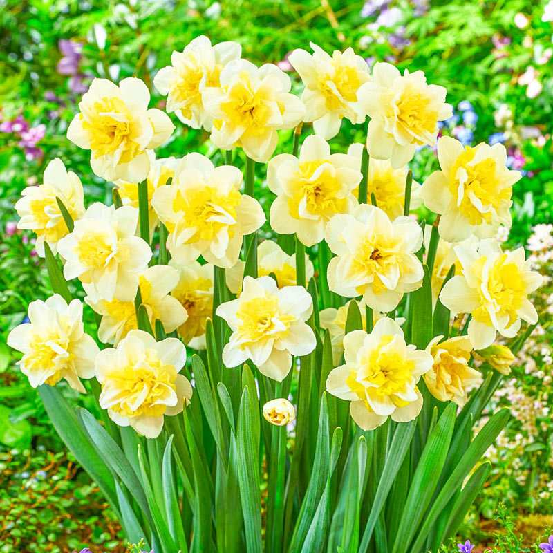 Narcissus 'Amira'